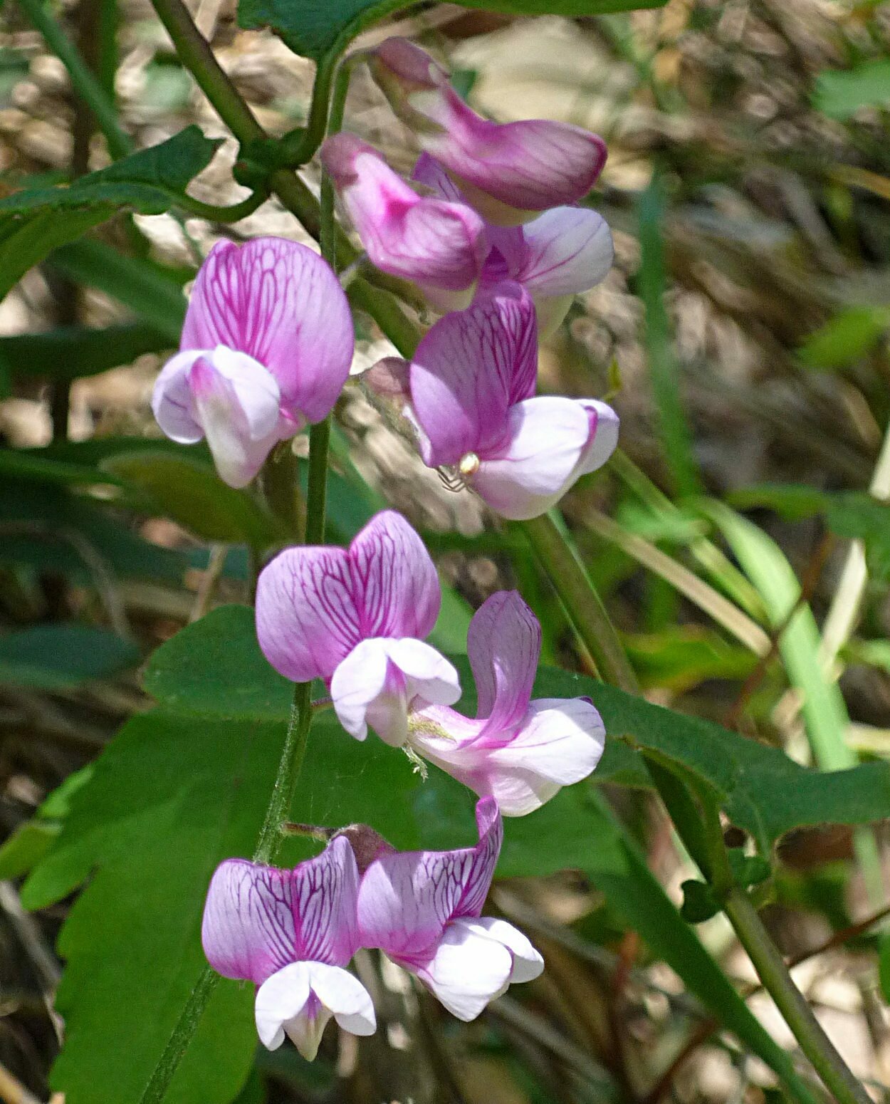 High Resolution Lathyrus vestitus Flower